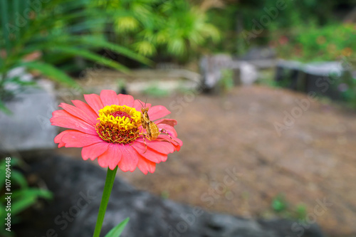 Grasshopper on the flower