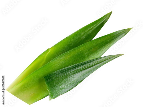 Fresh pineapple leaves isolated on white background. With clippi