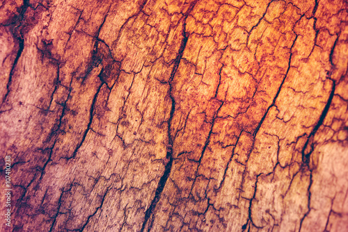 tree bark with cracks