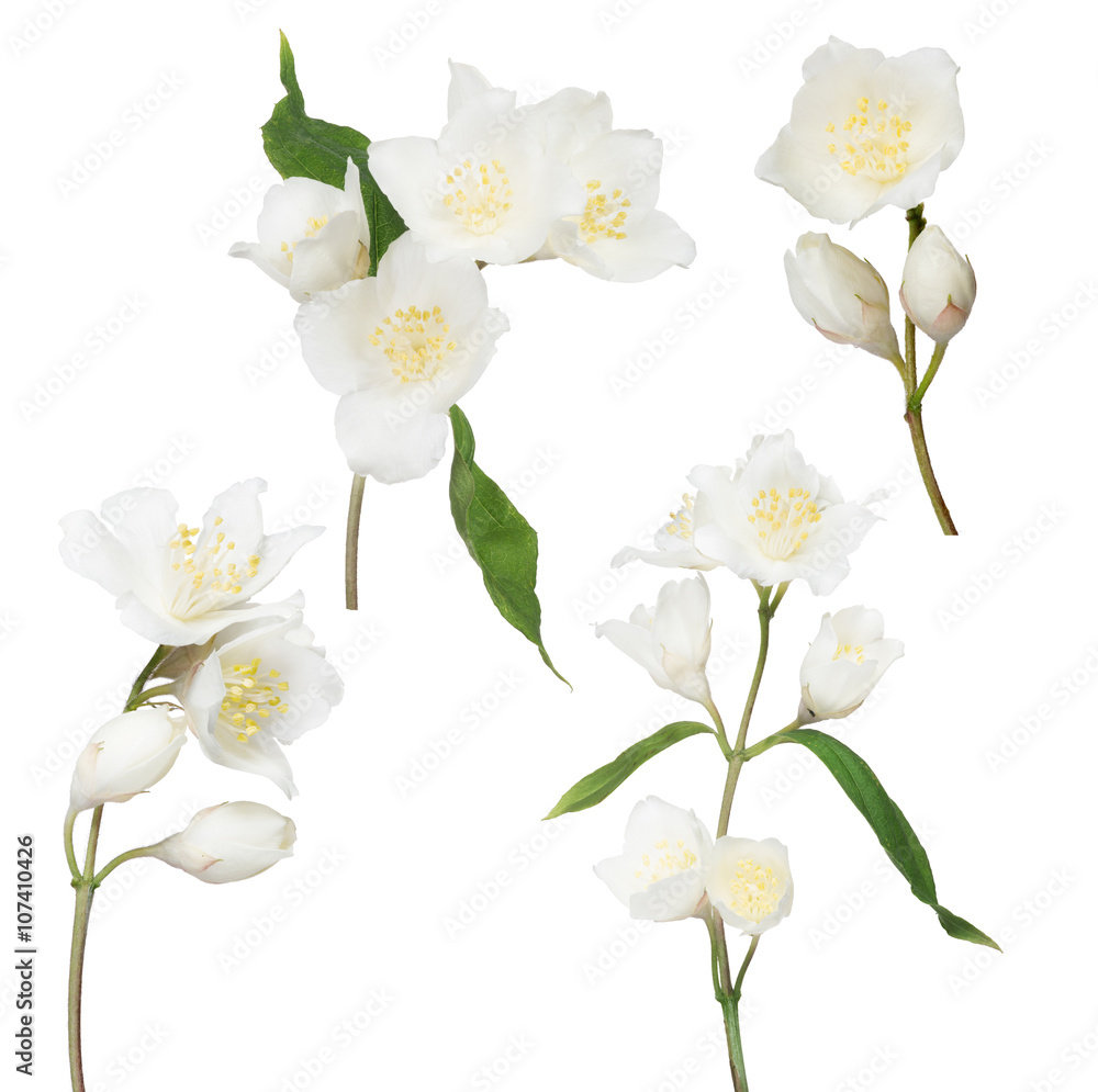 Obraz premium set of four jasmin branches with flowers