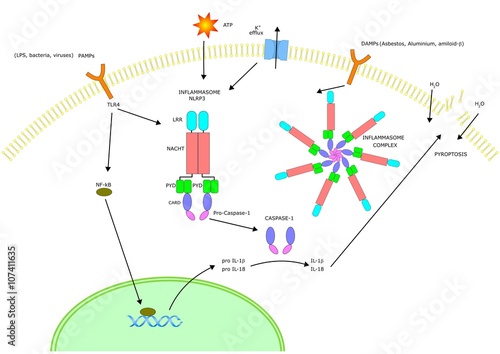The inflammasome unit and its actions inside the cell