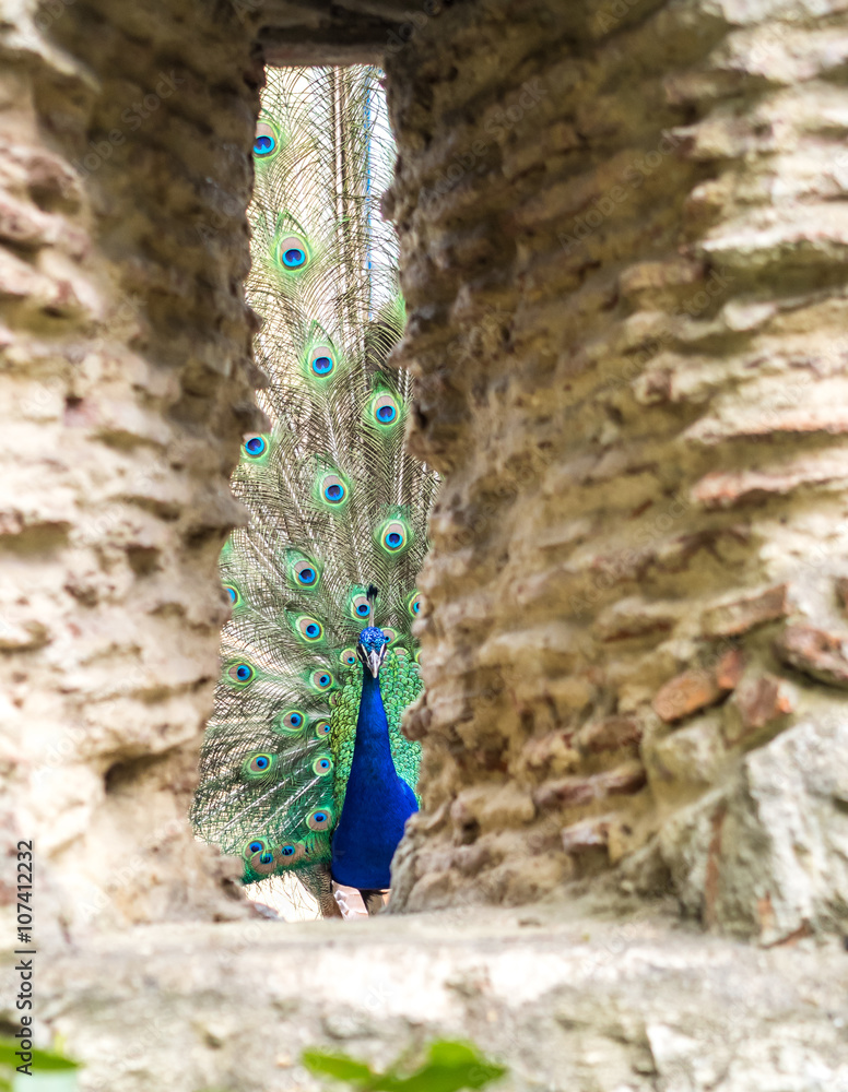 Fototapeta premium When the Peacock is Watching