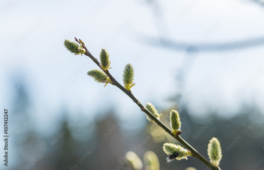 Blooming willow in springtime