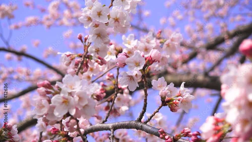 Cherry Blossoms sakura さくら サクラ 桜 Cherry Blossoms sakura さくら サクラ 桜