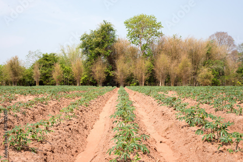 Cassava plantation