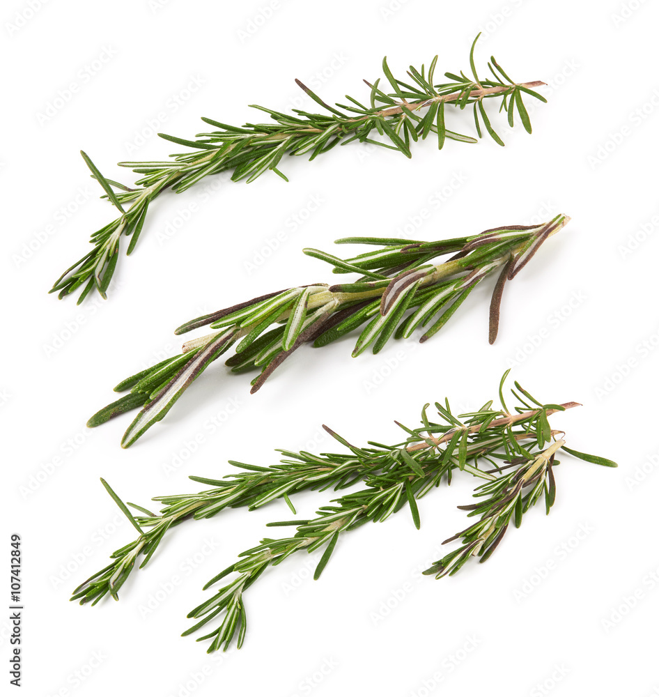 rosemary rosemary