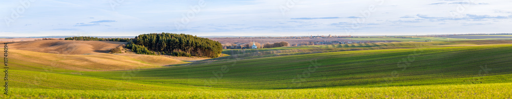 Early spring came ot a field of winter wheat field. Panorama, captured in a golden hour.