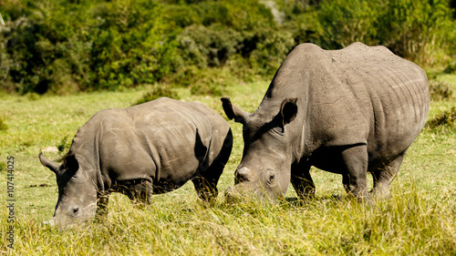 White Rhino Family