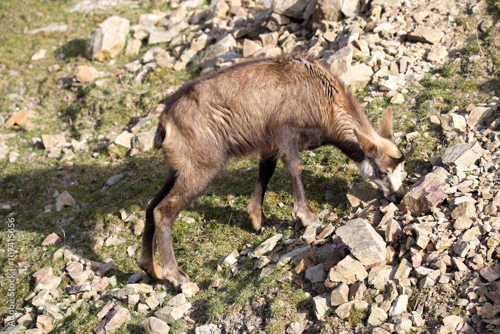 Alpine Chamois, Rupicapra rupicapra, inhabits the European Alps Alpine Chamois, Rupicapra rupicapra, inhabits the European Alps