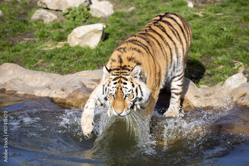 Fototapeta Naklejka Na Ścianę i Meble -  angry Amur tiger, Panthera tigris altaica, beating paws into the water