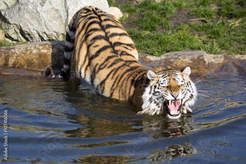 Fototapeta Naklejka Na Ścianę i Meble -  term threats Amur tiger, Panthera tigris altaica