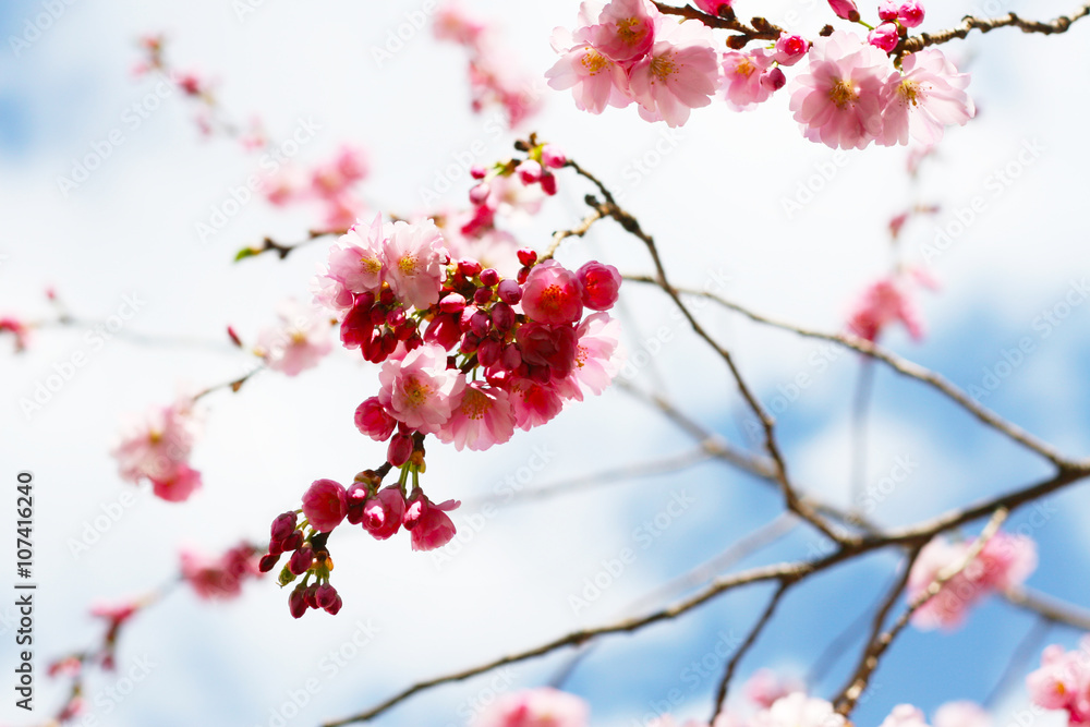 Hanami - Kirschblüte, Kirschbaum blüht mit rosa Blüten im FrühlingKirchbaum mit Blüten, Entspannung in der Natur, Frühlingserwachen