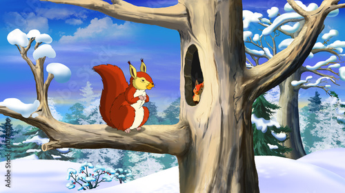 Red Squirrel