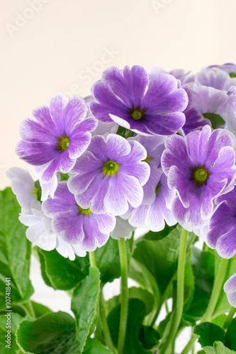Violet primrose