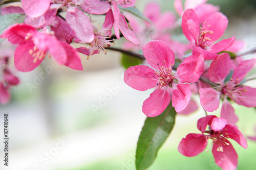 Blooming tree background