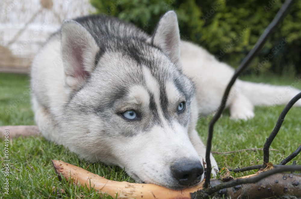 Siberian Husky Rüde mit blauen Augen