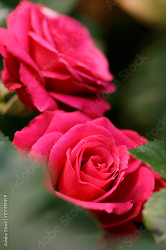 薔薇の花