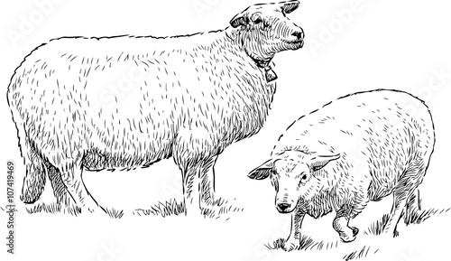 sheep grazing