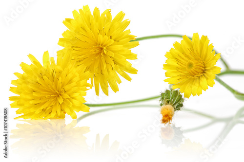 Fototapeta Naklejka Na Ścianę i Meble -  Yellow Dandelion