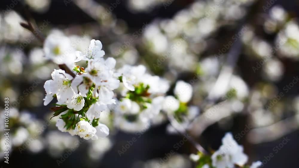 Color detail of some spring flowers in a cherry tree, shot on a sliding dolly. Color detail of some spring flowers in a cherry tree, shot on a sliding dolly.