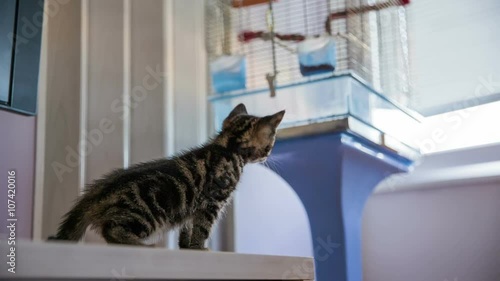 Wallpaper Mural Kitten in front of bird cage Torontodigital.ca