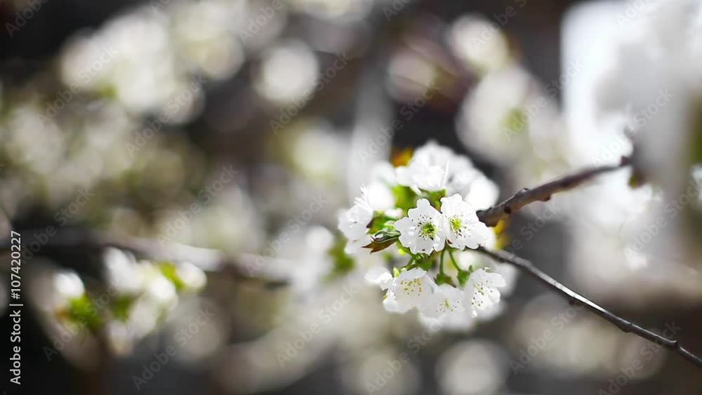 Color detail of some spring flowers in a cherry tree and a bee flying around. Color detail of some spring flowers in a cherry tree and a bee flying around.