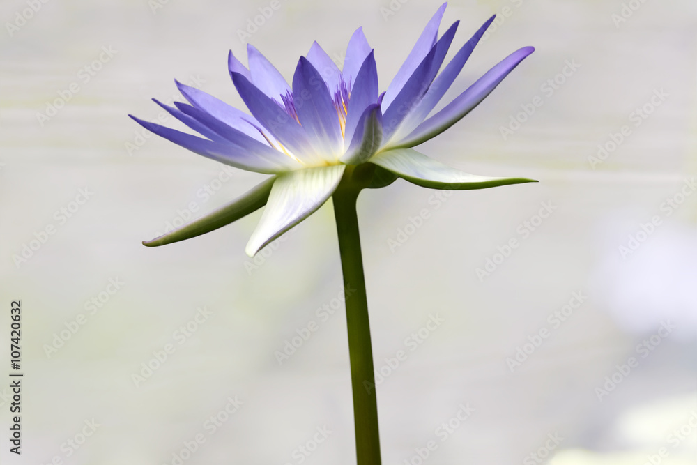 Fototapeta premium Water lily