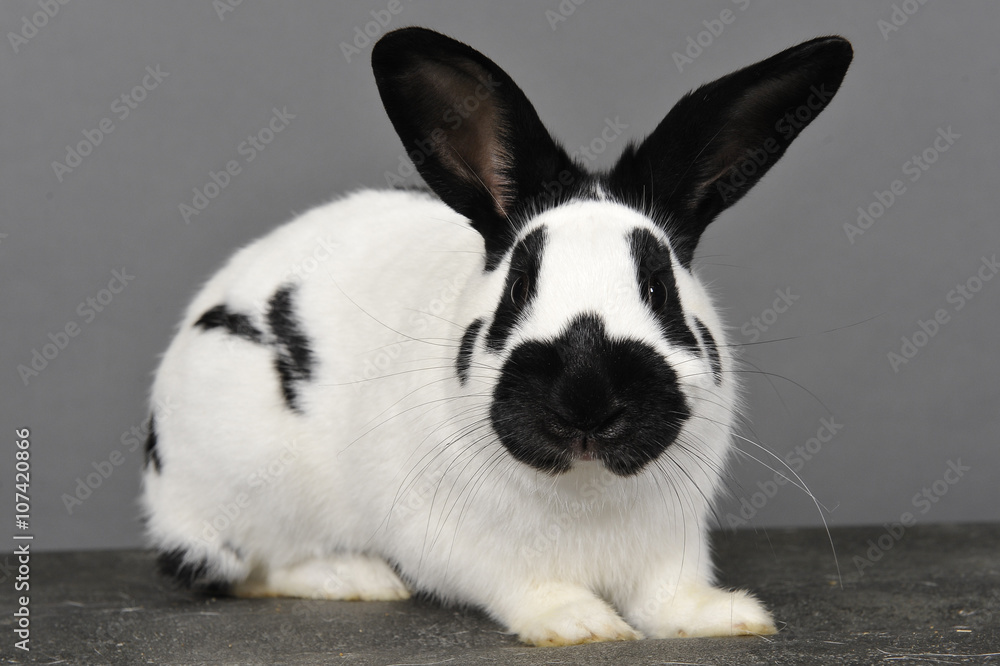 313　lapin-noir Lapin Noir Et Blanc