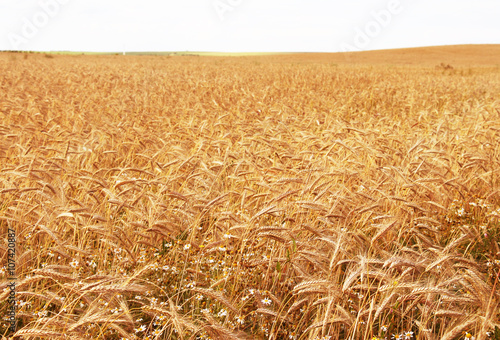 organic agriculture, ear field