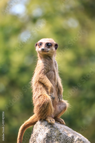 Wallpaper Mural ミーアキャットのポートレート Torontodigital.ca