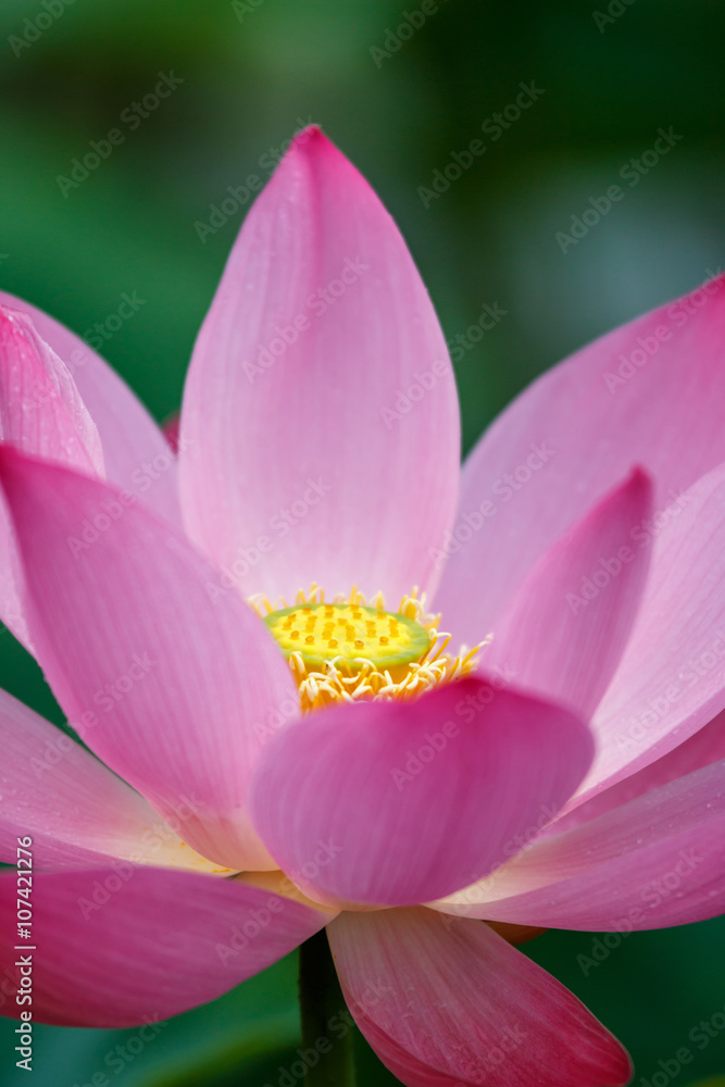 蓮の花 蓮の花