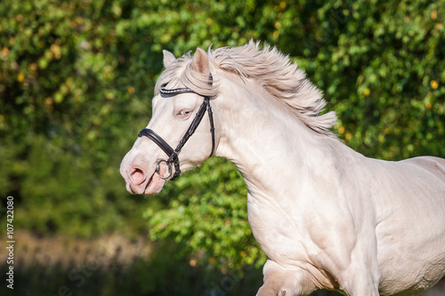 Portrait of running albino horse with blue eye