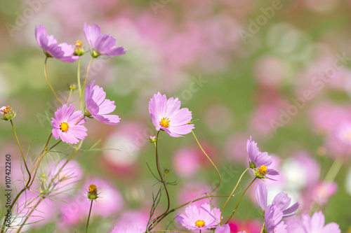 コスモスの花 © TOMO
