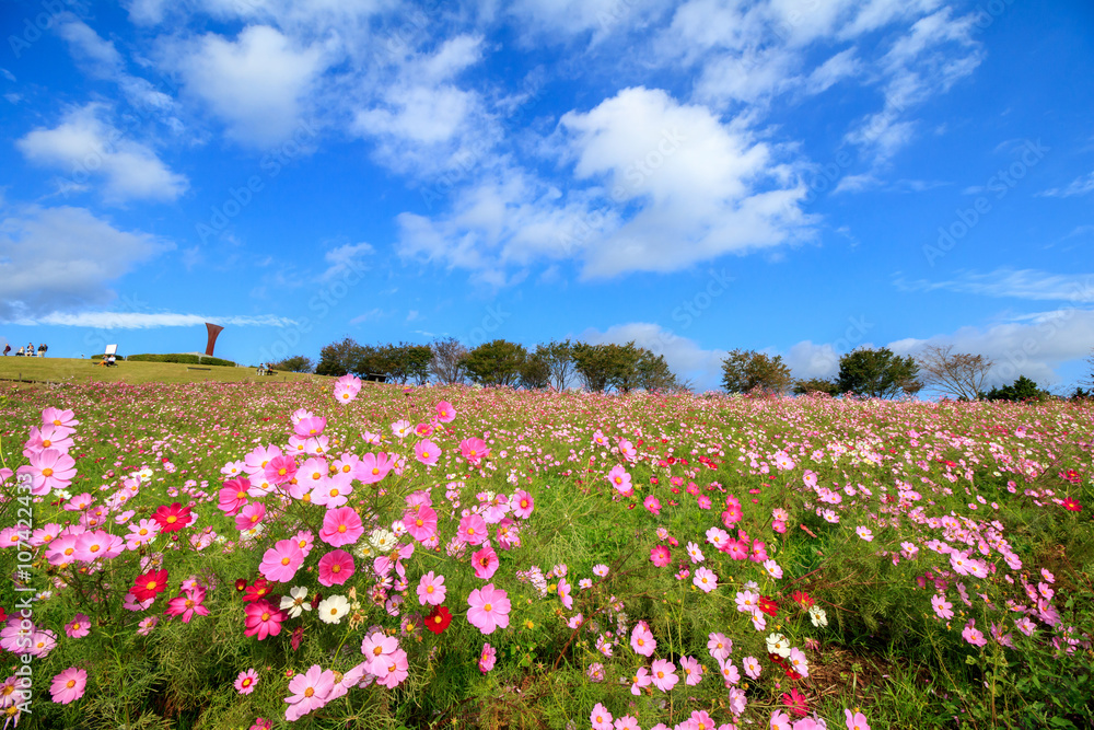 コスモス畑@長崎県諫早市白木峰 コスモス畑@長崎県諫早市白木峰