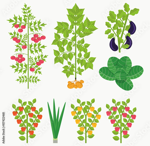 Set of vegetables (flat style): tomato, potato, pepper, onion, eggplant, cole on white background