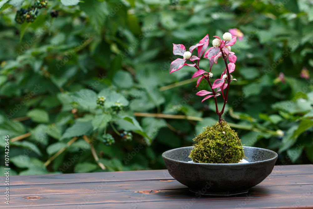 苔盆栽 苔盆栽