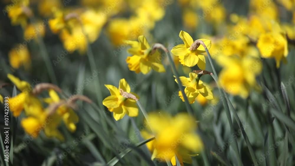 Spring Meadow with Yellow Daffodil Flowers Waving on Breeze Spring Meadow with Yellow Daffodil Flowers Waving on Breeze