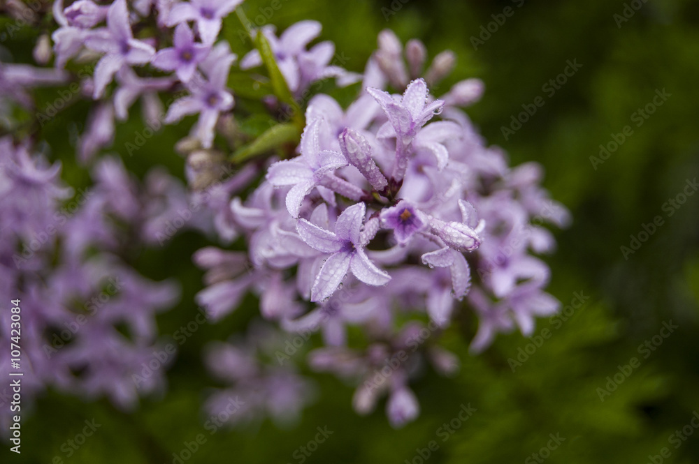 Macro Morning Dews on Violet Flowers Central position Macro Morning Dews on Violet Flowers Central position