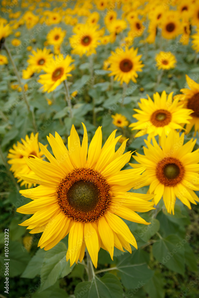 ヒマワリの花 ヒマワリの花