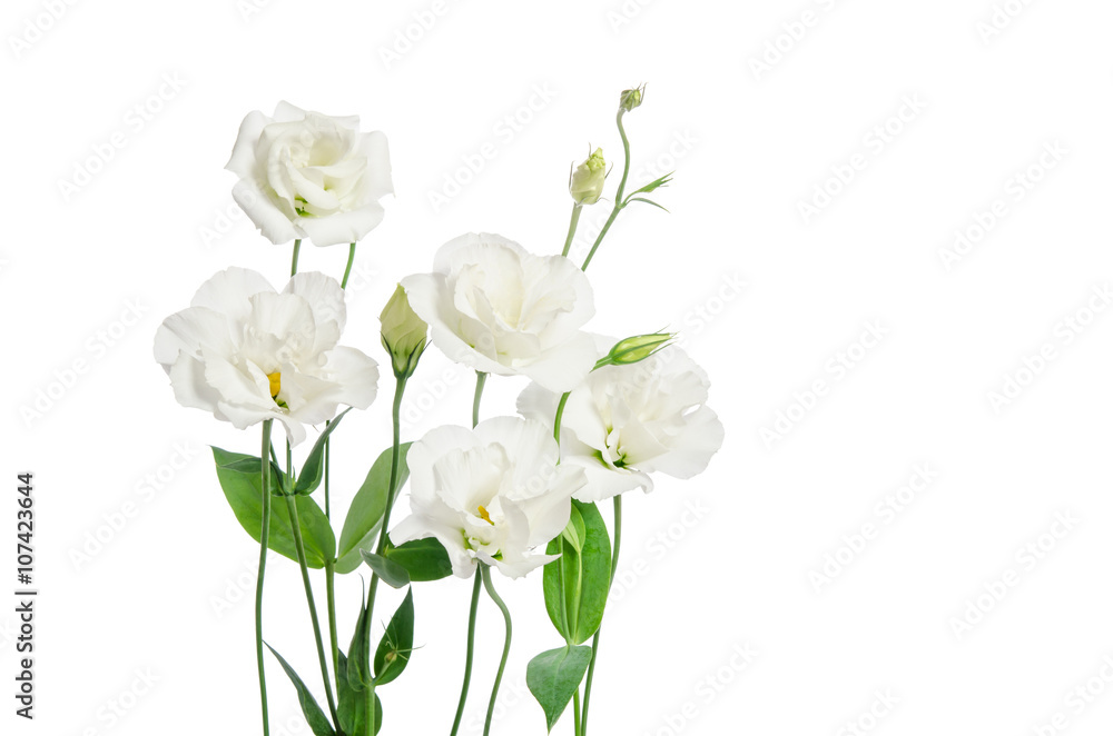 Beautiful eustoma flowers isolated on white background and free Beautiful eustoma flowers isolated on white background and free