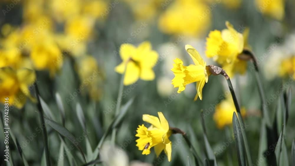 Spring Meadow Yellow Daffodil Flowers Waving on Breeze