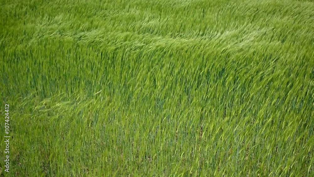 Cereal fields by The Way of Saint James in Castilla near Burgos Cereal fields by The Way of Saint James in Castilla near Burgos