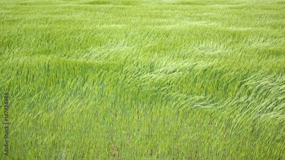 Cereal fields by The Way of Saint James in Castilla near Burgos Cereal fields by The Way of Saint James in Castilla near Burgos