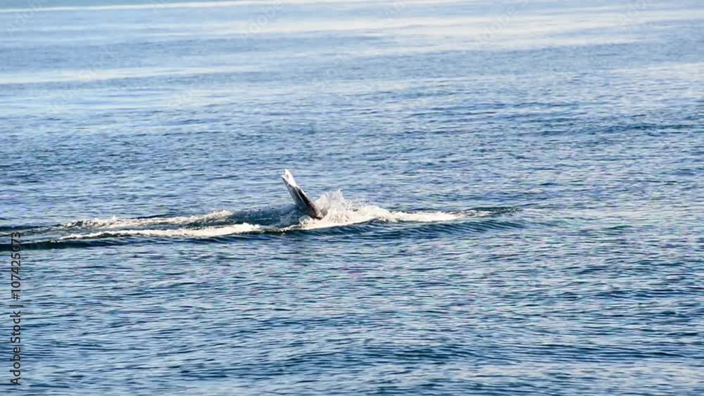 Humpback Whale Humpback Whale