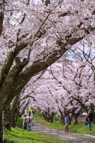 桜のアーチ＠佐賀県武雄市 © TOMO