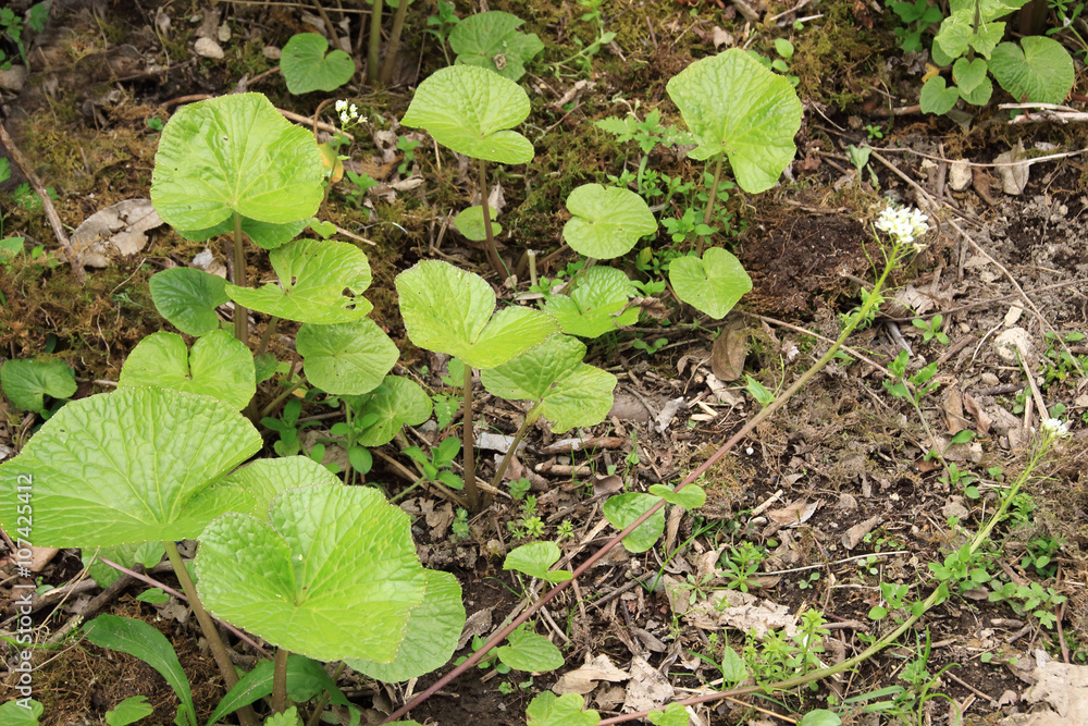 Obraz premium 葉わさび