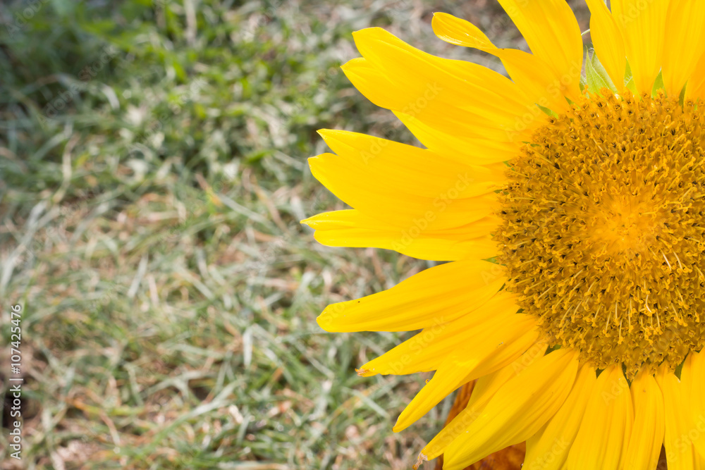 Beautiful sunflower in the huge brown vase Beautiful sunflower in the huge brown vase