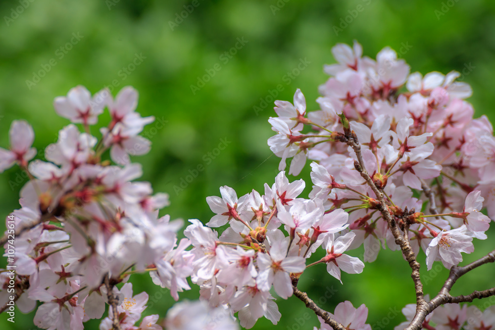 Fototapeta premium 桜の花
