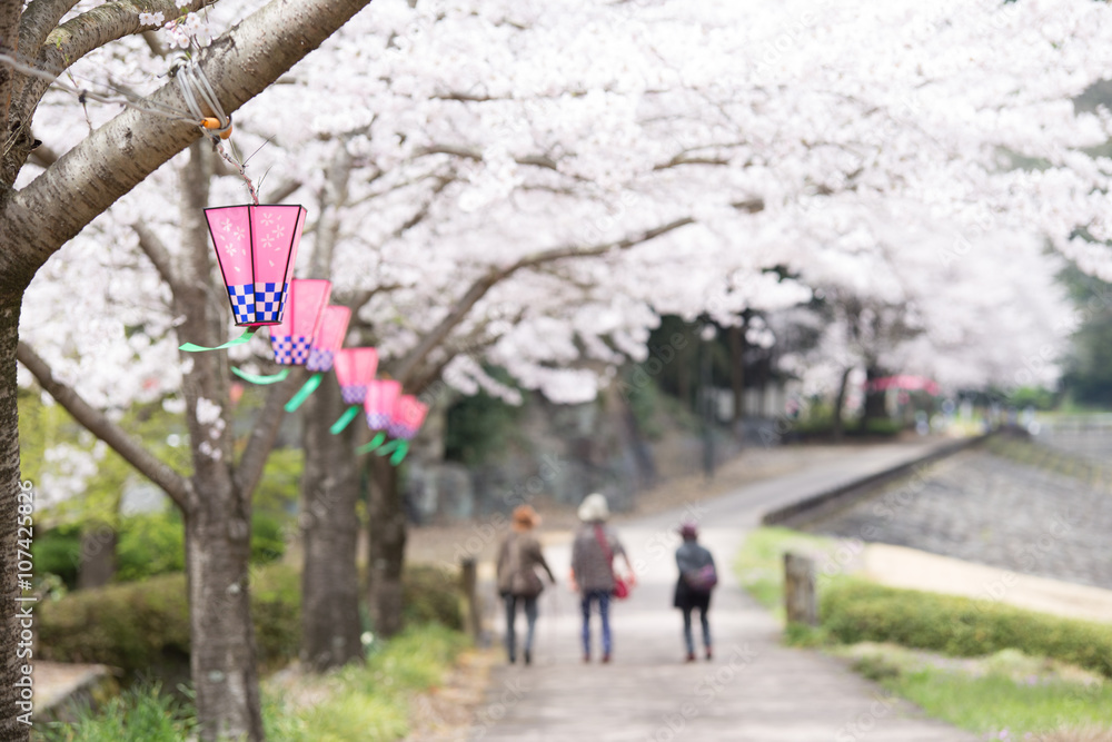 桜とランタン