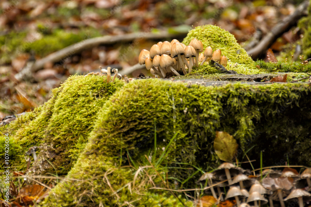 Obraz premium Mycena